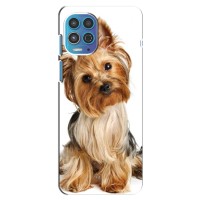 Чехол (ТПУ) Милые собачки для Motorola Moto G100 – Собака Терьер