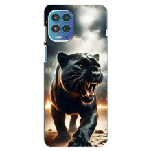Чехол с картинкой «Хищники» для Motorola MOTO G100 – Пантера
