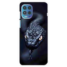 Чехол с картинкой «Хищники» для Motorola MOTO G100 – Змея