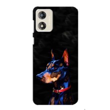 Чехлы с картинками животных Motorola MOTO G13 (Собака)