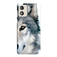 Чехлы с картинками животных Motorola MOTO G13 (Волк)