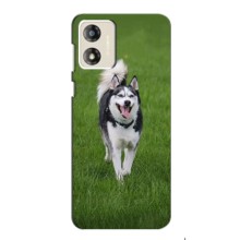 Чехол с Хаски для Motorola MOTO G13 - (AlphaPrint) (Радостный Хаски)