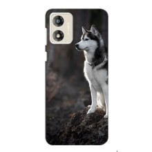 Чехол с Хаски для Motorola MOTO G13 - (AlphaPrint) (Верный пес)
