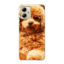 Чехлы с собаками для Motorola MOTO G14 (VPrint) (Щенок Бишон)