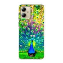 Чехол с птицами на Motorola MOTO G14 (VPrint) (Яркий Павлин)