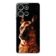 Чехлы с картинками животных Motorola Moto G15 (Овчарка)