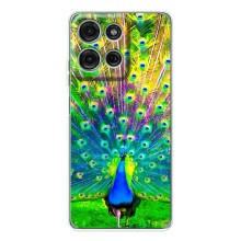 Чехол с птицами на Motorola Moto G15 (VPrint) (Яркий Павлин)