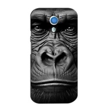 Чехлы с Горилой на Мото Джи 2 – Черная обезьяна