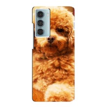Чехлы с собаками для Motorola MOTO G200 (VPrint) (Щенок Бишон)