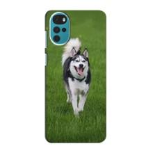 Чехол с Хаски для Motorola Moto G22 - (AlphaPrint) (Радостный Хаски)