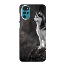 Чехол с Хаски для Motorola Moto G22 - (AlphaPrint) (Верный пес)