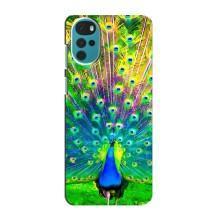 Чехол с птицами на Motorola MOTO G22 (VPrint) (Яркий Павлин)