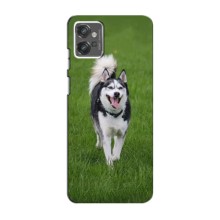 Чохол з Хаскі Motorola MOTO G23 - (AlphaPrint) (Радісний Хаскі)