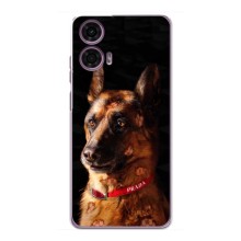 Чехлы с картинками животных Motorola MOTO G24 Power (Овчарка)