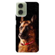 Чехлы с картинками животных Motorola MOTO G24 (Овчарка)