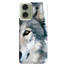 Чехлы с картинками животных Motorola MOTO G24 (Волк)