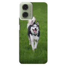 Чехол с Хаски для Motorola MOTO G24 - (AlphaPrint) (Радостный Хаски)