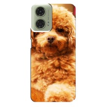 Чехлы с собаками для Motorola MOTO G24 (VPrint) (Щенок Бишон)