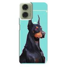 Чехол ДОБЕРМАН для Motorola MOTO G24 – Король доберман