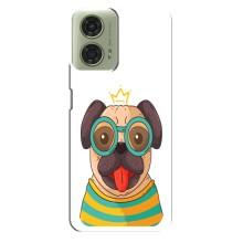 Бампер для Motorola MOTO G24 з картинкою "Песики" (Собака Король)