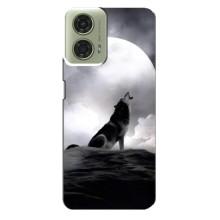 Чехол с Волком на Motorola MOTO G24 – Волк и луна