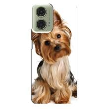 Чохол (ТПУ) Милі песики для Motorola MOTO G24 (Пес Терьєр)