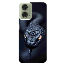 Чехол с картинкой «Хищники» для Motorola MOTO G24 – Змея