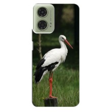 Силіконовий бампер з птичкою на Motorola MOTO G24 – Лелека