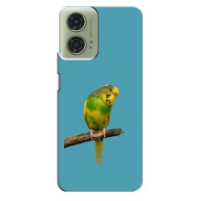 Силиконовый чехол с птичкой на Motorola MOTO G24 – Попугайчик