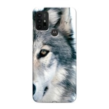 Чехлы с картинками животных Motorola MOTO G30 (Волк)