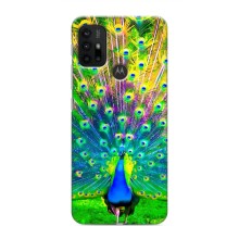 Чехол с птицами на Motorola MOTO G30 (VPrint) (Яркий Павлин)