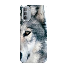 Чехлы с картинками животных Motorola MOTO G31 (Волк)