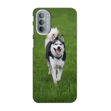 Чехол с Хаски для Motorola Moto G31 - (AlphaPrint) (Радостный Хаски)