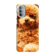 Чехлы с собаками для Motorola MOTO G31 (VPrint) (Щенок Бишон)