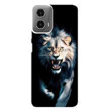 Чехол с картинкой «Хищники» для Motorola MOTO G34 – Лев