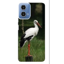 Силиконовый чехол с птичкой на Motorola MOTO G34 – Лелека