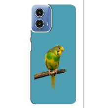 Силиконовый чехол с птичкой на Motorola MOTO G34 – Попугайчик