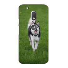 Чехол с Хаски для Motorola Moto G4 Play - (AlphaPrint) (Радостный Хаски)