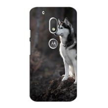 Чехол с Хаски для Motorola Moto G4 Play - (AlphaPrint) (Верный пес)
