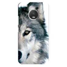 Чехлы с картинками животных Motorola MOTO G5 Plus (Волк)