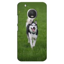 Чехол с Хаски для Motorola Moto G5 Plus - (AlphaPrint) (Радостный Хаски)