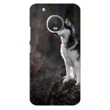 Чехол с Хаски для Motorola Moto G5 Plus - (AlphaPrint) (Верный пес)