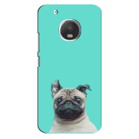 Бампер для Motorola Moto G5 Plus с картинкой "Песики" – Собака Мопс