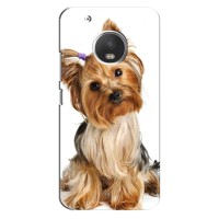 Чехол (ТПУ) Милые собачки для Motorola Moto G5 Plus (Собака Терьер)