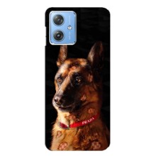 Чехлы с картинками животных Motorola MOTO G54 / G54 Power (Овчарка)