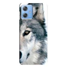 Чехлы с картинками животных Motorola MOTO G54 / G54 Power (Волк)