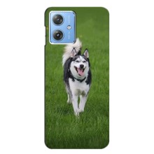 Чехол с Хаски для Motorola MOTO G54 / G54 Power - (AlphaPrint) (Радостный Хаски)