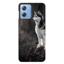Чехол с Хаски для Motorola MOTO G54 / G54 Power - (AlphaPrint) (Верный пес)