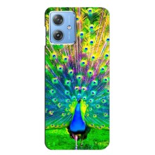 Чехол с птицами на Motorola MOTO G54 / G54 Power (VPrint) (Яркий Павлин)