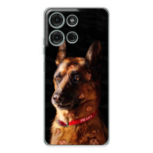 Чехлы с картинками животных Motorola MOTO G56 (Овчарка)